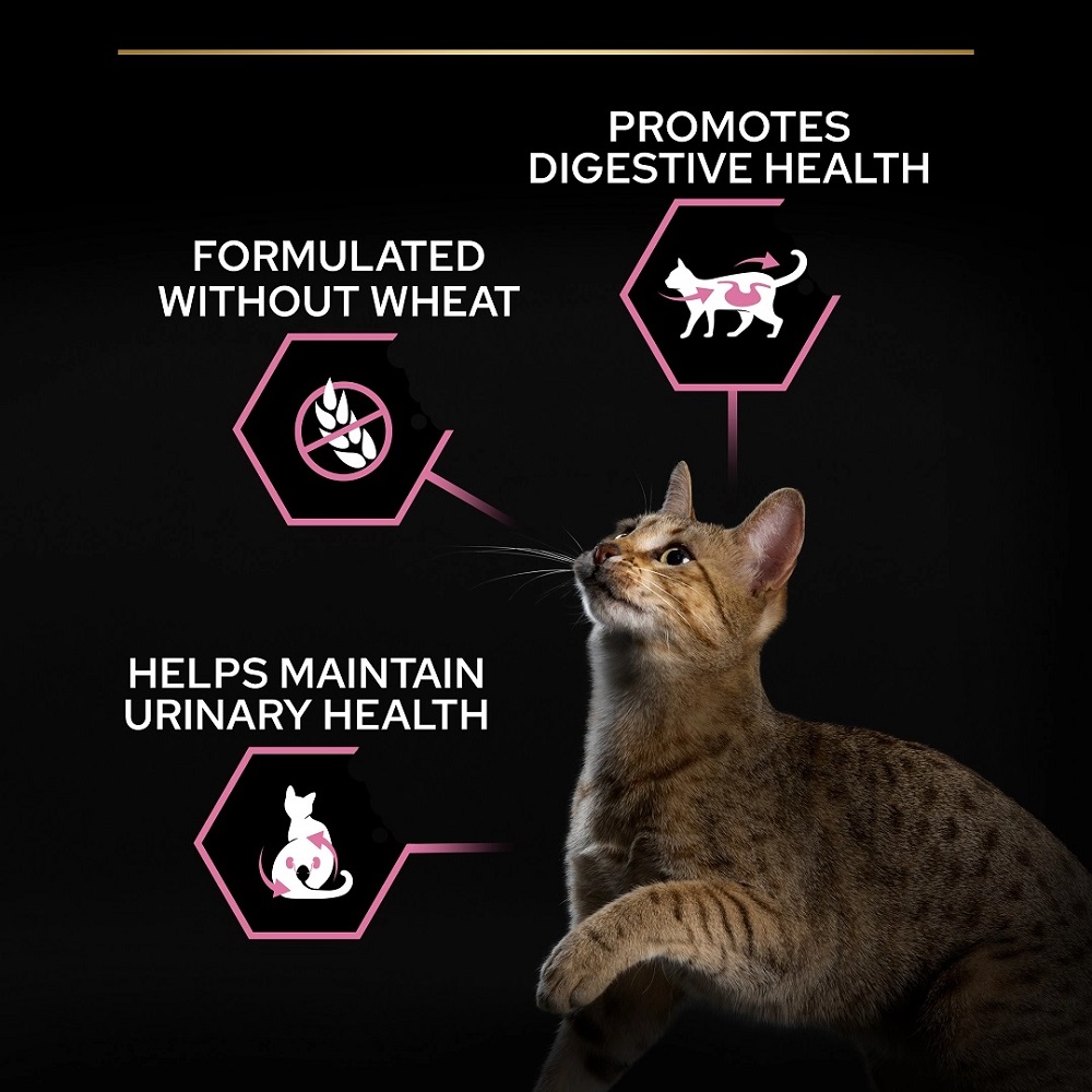 Pro plan kattfoder online